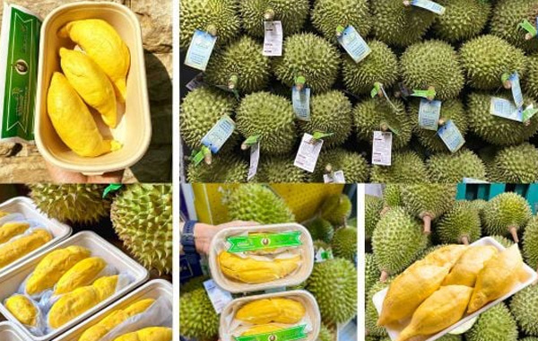 <p style="text-align: center;"><strong>Ph&aacute;t triển thị trưởng</strong></p>